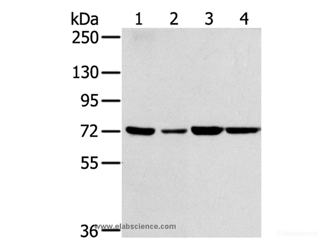 Western Blot analysis of NIH/3T3, A549, 293T and hela cell using SNX2 Polyclonal Antibody at dilution of 1:300