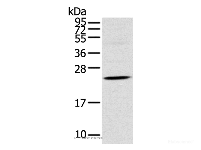Western Blot analysis of Human fetal brain tissue using TSPAN13 Polyclonal Antibody at dilution of 1:550