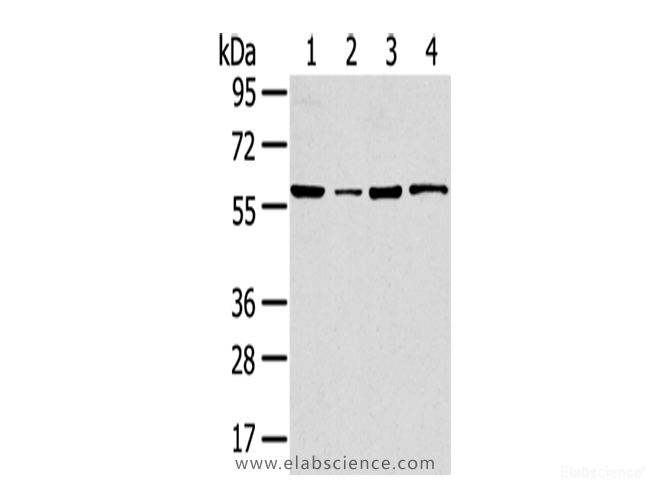 Western Blot analysis of 293T, HepG2, K562 and Hela cells using TRIM35 Polyclonal Antibody at dilution of 1/800