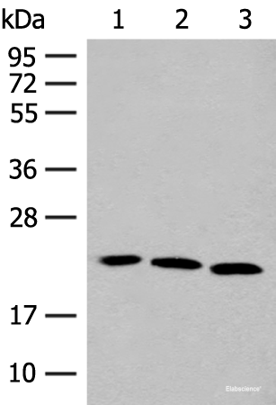 Western blot analysis of A549 HUVEC and 231 cell lysates  using FGF10 Polyclonal Antibody at dilution of 1:200