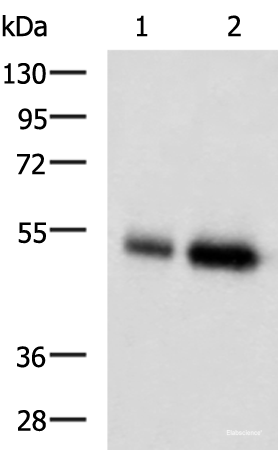 Western blot analysis of Human placenta tissue and Human right lower lung tissue lysates  using BMP5 Polyclonal Antibody at dilution of 1:450