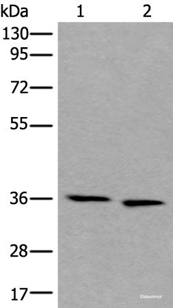 Western blot analysis of 293T and Hela cell lysates  using CDC123 Polyclonal Antibody at dilution of 1:550