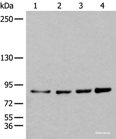 Western blot analysis of 293T Hela K562 and 231 cell lysates  using PIBF1 Polyclonal Antibody at dilution of 1:400