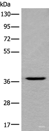 Western blot analysis of HEPG2 cell lysate  using LDAH Polyclonal Antibody at dilution of 1:600
