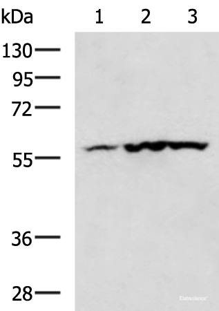 Western blot analysis of Mouse heart tissue Human heart tissue Rat heart tissue lysates  using CAMK2G Polyclonal Antibody at dilution of 1:400