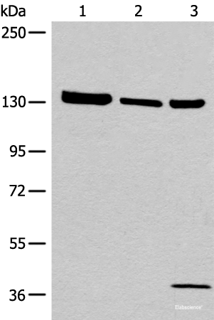 Western blot analysis of 293T cell Human testis tissue lysate A549 cell lysates  using EPHA6 Polyclonal Antibody at dilution of 1:800