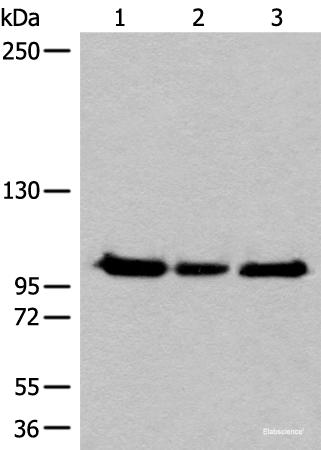 Western blot analysis of Hela K562 and HEPG2 cell lysates  using XPO1 Polyclonal Antibody at dilution of 1:200