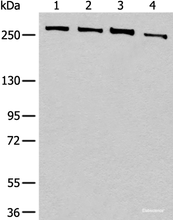 Western blot analysis of 293T cell lysates  using PRPF8 Polyclonal Antibody at dilution of 1:450