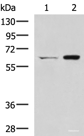 Western blot analysis of HT-29 and Lovo cell lysates  using CGAS Polyclonal Antibody at dilution of 1:400