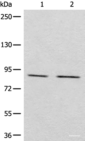 Western blot analysis of Raji and A431 cell lysates  using MARK2 Polyclonal Antibody at dilution of 1:800