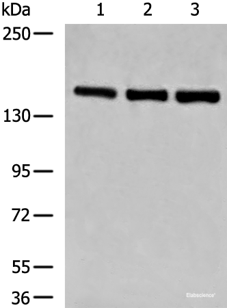 Western blot analysis of NIH/3T3 K562 and HepG2 cell lysates  using LPIN1 Polyclonal Antibody at dilution of 1:850