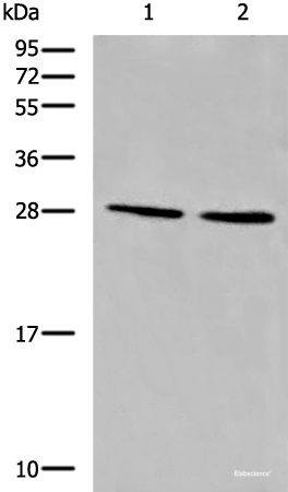 Western blot analysis of LOVO and 231 cell lysates  using CYB5D1 Polyclonal Antibody at dilution of 1:650