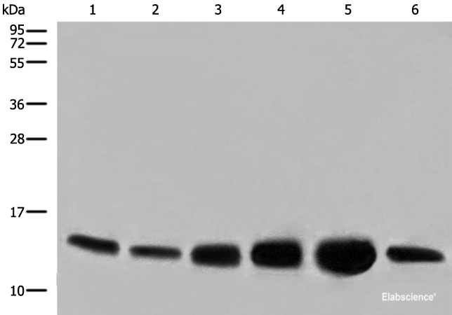 Western blot analysis of HEPG2 HUVEC and NIH/3T3 cell Human heart tissue Mouse heart tissue PC-3 cell lysates  using COX6C Polyclonal Antibody at dilution of 1:800