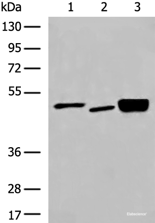 Western blot analysis of 293T cell Human cerebrum tissue and Mouse brain tissue lysates  using DMTN Polyclonal Antibody at dilution of 1:550