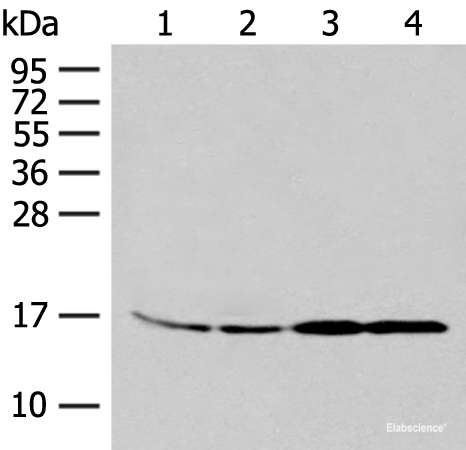 Western blot analysis of 293T and K562 cell Human between peritoneal stromal sarcoma tissue HEPG2 cell lysates  using MYDGF Polyclonal Antibody at dilution of 1:250