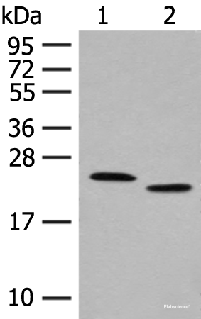 Western blot analysis of Human fat tissue and A375 cell lysates  using FAM213A Polyclonal Antibody at dilution of 1:400
