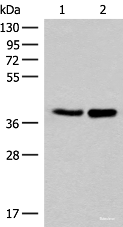 Western blot analysis of HUVEC and PC3 cell lysates  using FAM84B Polyclonal Antibody at dilution of 1:400