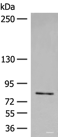 Western blot analysis of Jurkat cell lysate  using FGD3 Polyclonal Antibody at dilution of 1:500