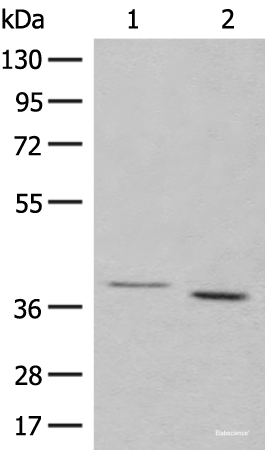 Western blot analysis of 293T cell lysates  using GALR1 Polyclonal Antibody at dilution of 1:500
