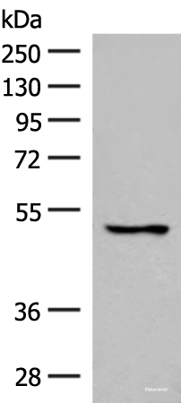Western blot analysis of 293T cell lysate  using GPR152 Polyclonal Antibody at dilution of 1:600