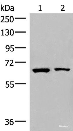 Western blot analysis of Raji and PC3 cell lysates  using ZNF85 Polyclonal Antibody at dilution of 1:400