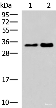 Western blot analysis of 293T cell lysates  using HNRNPA1L2 Polyclonal Antibody at dilution of 1:500