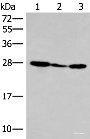 Western blot analysis of 293T cell lysate  using HLA-DOB Polyclonal Antibody at dilution of 1:400