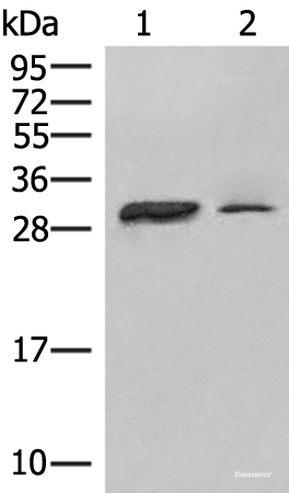 Western blot analysis of Raji cell Human spleen tissue lysates  using HLA-DPA1 Polyclonal Antibody at dilution of 1:400