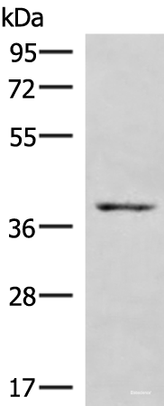Western blot analysis of NIH/3T3 cell lysate  using HOXD9 Polyclonal Antibody at dilution of 1:1000