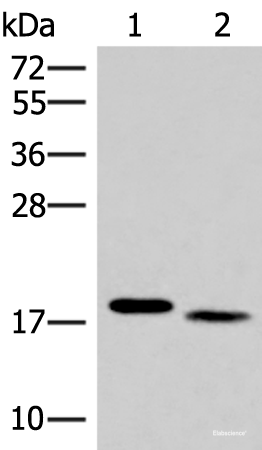 Western blot analysis of Mouse liver tissue and Human tonsil tissue lysates  using IL36A Polyclonal Antibody at dilution of 1:300