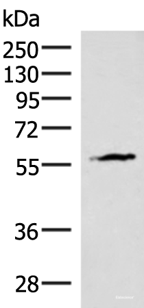 Western blot analysis of Mouse heart tissue lysate  using INSM2 Polyclonal Antibody at dilution of 1:400