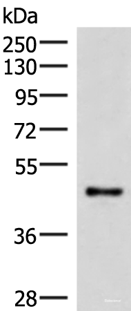 Western blot analysis of Mouse lung tissue lysate  using IRX2 Polyclonal Antibody at dilution of 1:300