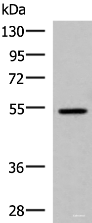 Western blot analysis of HepG2 cell lysate  using ISM1 Polyclonal Antibody at dilution of 1:1000