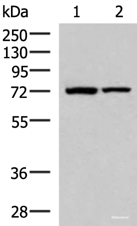 Western blot analysis of Mouse heart tissue and Mouse skeletal muscle tissue lysates  using JPH1 Polyclonal Antibody at dilution of 1:800