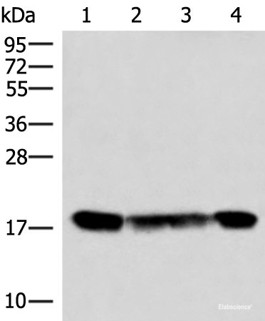 Western blot analysis of 293T and 231 cell lysates  using PEMT Polyclonal Antibody at dilution of 1:800