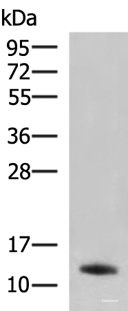 Western blot analysis of Rat pancreas tissue lysate  using PPY Polyclonal Antibody at dilution of 1:2500