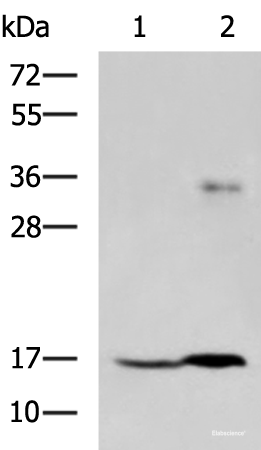 Western blot analysis of A172 cell and Human cerebrum tissue lysates  using TMEM42 Polyclonal Antibody at dilution of 1:800