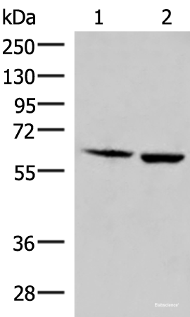 Western blot analysis of Juakat and K562 cell lysates  using JRKL Polyclonal Antibody at dilution of 1:800