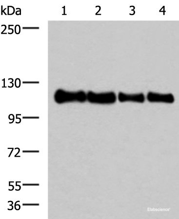 Western blot analysis of 293T HEPG2 Hela and TM4 cell lysates  using TRIM28(phospho-Ser824) Polyclonal Antibody at dilution of 1:1000