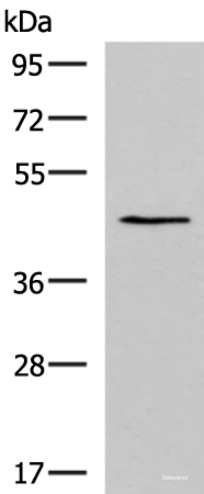 Western blot analysis of TM4 cell lysate  using KCNK18 Polyclonal Antibody at dilution of 1:800