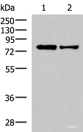 Western blot analysis of HepG2 and Hela cell lysates  using KHSRP Polyclonal Antibody at dilution of 1:1000