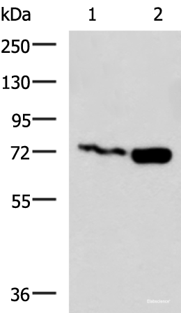 Western blot analysis of Jurkat and Raji cell lysates  using PUM3 Polyclonal Antibody at dilution of 1:800