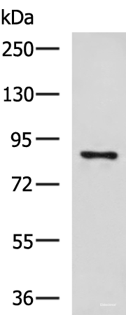 Western blot analysis of 293T cell lysate  using CCNF Polyclonal Antibody at dilution of 1:800
