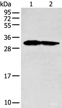 Western blot analysis of 293T and HEPG2 cell lysates  using PCNA Polyclonal Antibody at dilution of 1:400