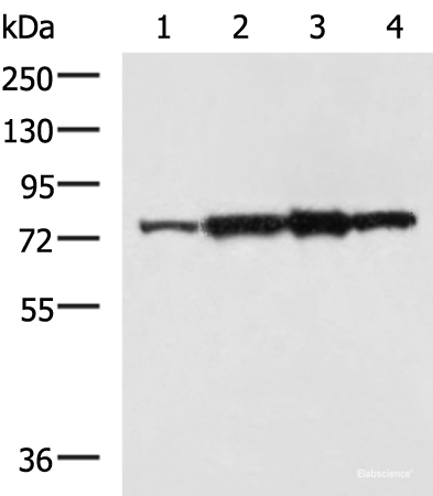 Western blot analysis of Rat heart tissue A172 cell NIH/3T3 cell TM4 cell lysates  using CAPN6 Polyclonal Antibody at dilution of 1:800