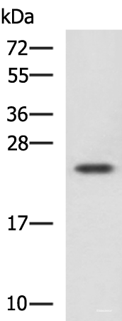Western blot analysis of Jurkat cell lysate  using CBX5 Polyclonal Antibody at dilution of 1:1100