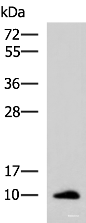 Western blot analysis of Human ileum tissue lysate  using CCL13 Polyclonal Antibody at dilution of 1:700