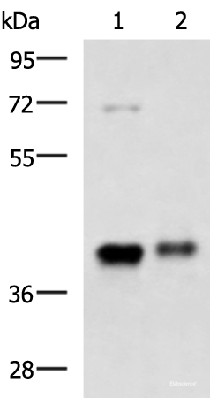 Western blot analysis of Mouse brain tissue and Human fetal brain tissue lysates  using GNAZ Polyclonal Antibody at dilution of 1:1300