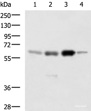 Western blot analysis of 293T 231 Jurkat and RAW264.7 cell lysates  using HDAC1 Polyclonal Antibody at dilution of 1:1000