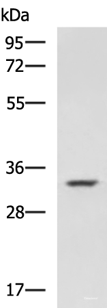 Western blot analysis of A549 cell lysate  using HMOX1 Polyclonal Antibody at dilution of 1:800